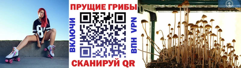 что такое наркотик  Закаменск  Псилоцибиновые грибы Psilocybine cubensis 